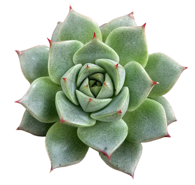 2" Echeveria Fabiola